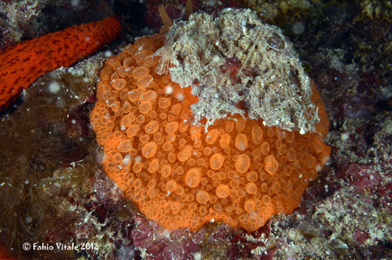 Umbraculum mediterraneum